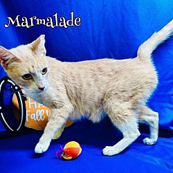 Thumbnail photo of Marmalade #1