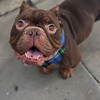 adopt a pet