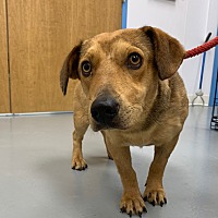 adopt a pet