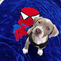 adopt a pet