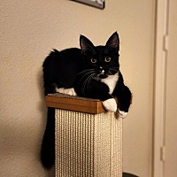 adopt a pet