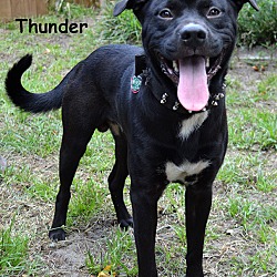 Thumbnail photo of Thunder #1