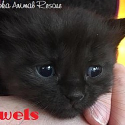 Thumbnail photo of Jewels - Adopted December 2016 #2