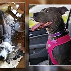 Cane Corso Puppies For Sale In Jacksonville Florida