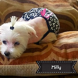 Thumbnail photo of Milly #1
