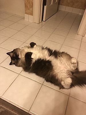 ragdoll rescue sc