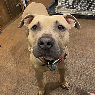 puppy playgroup petsmart