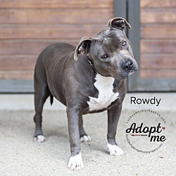 Thumbnail photo of Rowdy #2