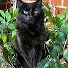 Adopt A Pet :: Tabitha - Locust Grove, GA