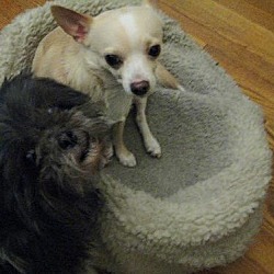 Thumbnail photo of Sophie and Kong #2