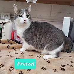 Thumbnail photo of Pretzel-Sponsored #4