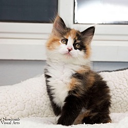 Photo of Belle (Adoption Pending!)