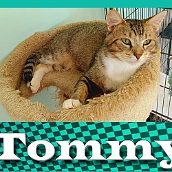 Photo of Tommy