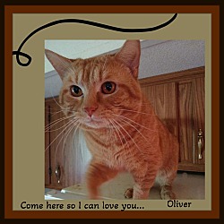 Thumbnail photo of Oliver & Millie Bonded Pair #2