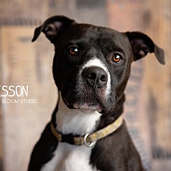 Thumbnail photo of Wesson #2