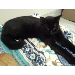 Thumbnail photo of Bagheera FIV #2