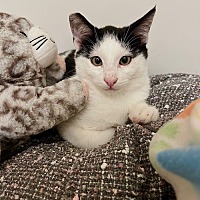 adopt a pet