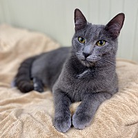 Adopt A Pet :: Rex - Big Canoe, GA