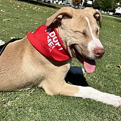 Prince Louie, Pit Bull Terrier