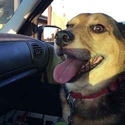 Thumbnail photo of Barney Beagle #2