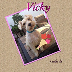 Thumbnail photo of Vicky #1