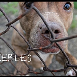 Thumbnail photo of Peebles #2