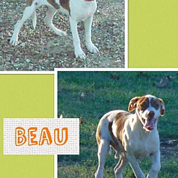 Thumbnail photo of Beau #2