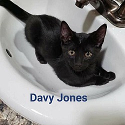 Photo of Davy Jones
