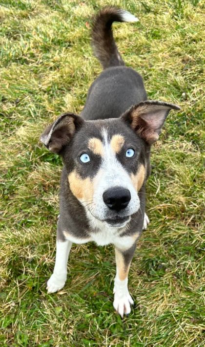 Dog for adoption - Gucci Puppy, a Husky in Hastings, NE