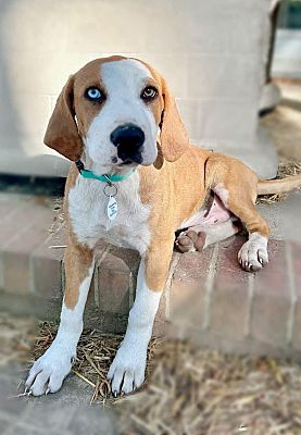 Wilmington, NC - Hound (Unknown Type). Meet Pippin a Pet for Adoption ...