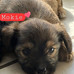 Photo of Mookie