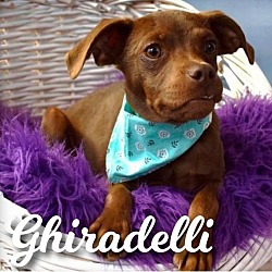 Thumbnail photo of Ghirardelli #2
