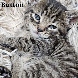Photo of Button