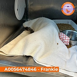 Thumbnail photo of Frankie #3