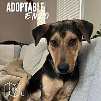 adopt a pet