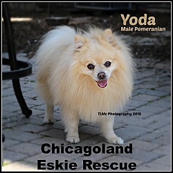 Thumbnail photo of Yoda #1