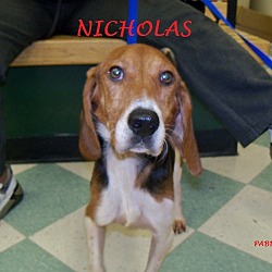 Thumbnail photo of NICHOLAS #2