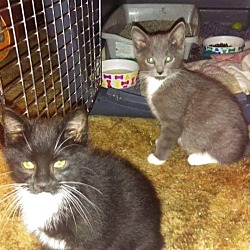Photo of Kittens Available