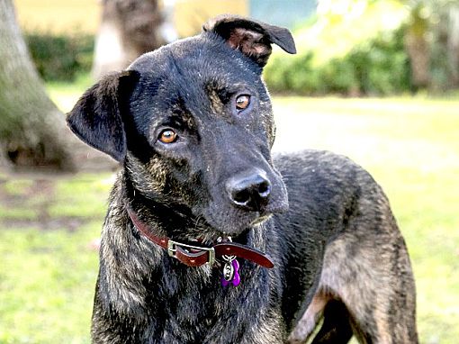 Dutch Shepherd Lab Mix 2025