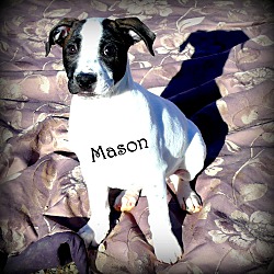 Thumbnail photo of Mason~adopted! #1