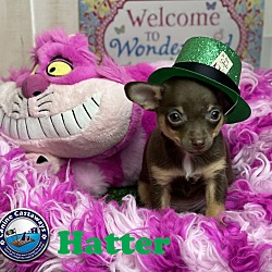 Photo of Hatter