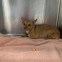 Photo of Penny