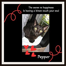 Thumbnail photo of Pepper - Snuggler #2