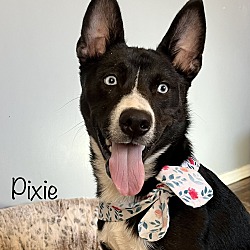 Thumbnail photo of Pixie~7 months #1