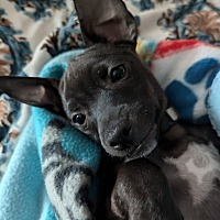 adopt a pet