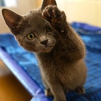 adopt a pet