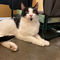adopt a pet