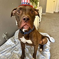 adopt a pet