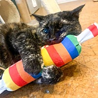 adopt a pet