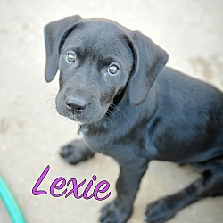 Thumbnail photo of Lexie #4